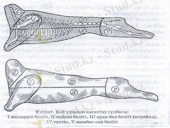 сканирование0018