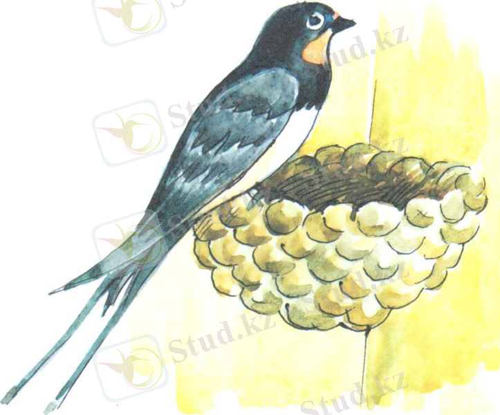 D:\Суреттер\маруся сканер29.jpeg