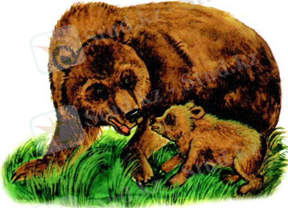 маруся сканер8