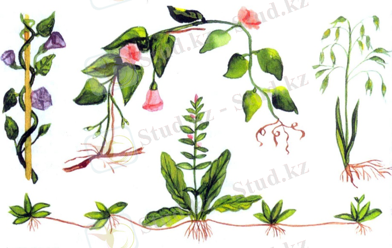 C:\Documents and Settings\Администратор\Рабочий стол\Акжанат\1.jpg