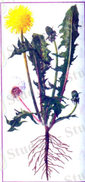 C:\Documents and Settings\Администратор\Рабочий стол\Акжанат\2.jpg