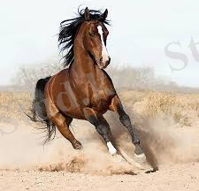 Картинки по запросу КОНЬ ВЕРБЛЮД, БАРАН ФОТО ФОТО