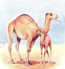 Картинки по запросу КОНЬ ВЕРБЛЮД, БАРАН ФОТО ФОТО