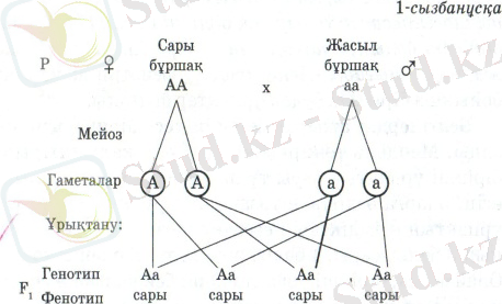 D:\Users\Асел\Pictures\20151126_230035 - копия (2).jpg