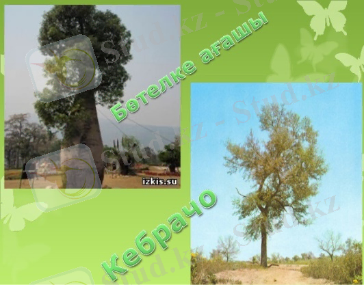 Ү&jcy;&gcy;&iecy; &tcy;&acy;&pcy;&scy;&ycy;&rcy;&mcy;&acy;&scy;&ycy;: §41-42 &mcy;&acy;&zcy;&mcy;ұ&ncy;&dcy;&acy;&ucy; &zhcy;ә&ncy;&iecy; &Ocy;ң&tcy;ү&scy;&tcy;&iukcy;&kcy; &Acy;&mcy;&iecy;&rcy;&icy;&kcy;&acy;&dcy;&acy; &scy;&icy;&rcy;&iecy;&kcy; &kcy;&iecy;&zcy;&dcy;&iecy;&scy;&iecy;&tcy;&iukcy;ң &zhcy;&acy;&ncy;&ucy;&acy;&rcy;&lcy;&acy;&rcy; &mcy;&iecy;&ncy; ө&scy;&iukcy;&mcy;&dcy;&iukcy;&kcy;&tcy;&iecy;&rcy; &tcy;&ucy;&rcy;&acy;&lcy;&ycy; &pcy;&rcy;&iecy;&zcy;&iecy;&ncy;&tcy;&acy;&tscy;&icy;&yacy; ... 