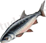 Изображение 1 in Рыб1 copy