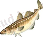 Изображение 4 in Рыб11 copy