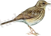 лесной конек