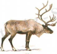 Картинка 37 из 31055