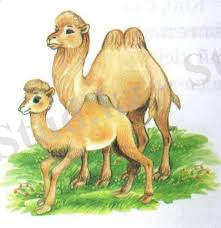 C:\Users\Шынар\Downloads\images (6).jpg