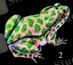 C:\Documents and Settings\ХАМЗА\Рабочий стол\7кл сурет\249-30.JPG