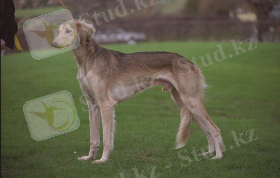 C:\Users\1\Desktop\№71 мектеп-лицей, 2кл\Жанар апайдан\Животные\собаки\659015.JPG