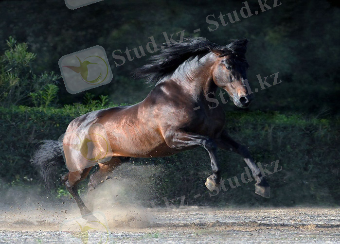 Великолепные лошади