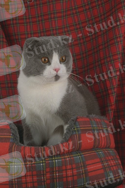 C:\Users\1\Desktop\№71 мектеп-лицей, 2кл\Жанар апайдан\Животные\Кошки\458079.JPG