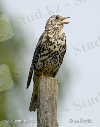http://www.naturephoto-cz.com/photos/sevcik/mistle-thrush--bravnik-1.jpg
