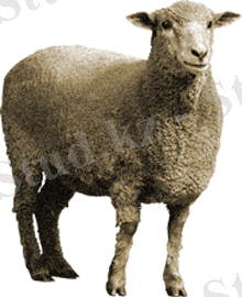 ÐÐ°ÑÑÐ¸Ð½ÐºÐ¸ Ð¿Ð¾ Ð·Ð°Ð¿ÑÐ¾ÑÑ Ð¾Ð²ÑÐ°