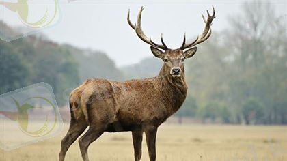 ÐÐ°ÑÑÐ¸Ð½ÐºÐ¸ Ð¿Ð¾ Ð·Ð°Ð¿ÑÐ¾ÑÑ Ð±Ò±ÒÑ