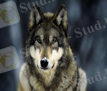 ÐÐ¾ÑÐ¾Ð¶ÐµÐµ Ð¸Ð·Ð¾Ð±ÑÐ°Ð¶ÐµÐ½Ð¸Ðµ