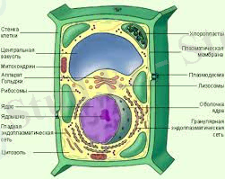 C:\Users\Lenovo\Desktop\Без названия.jpeg