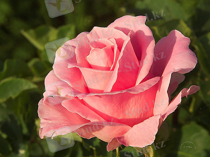 D:\Мои рисунки\Табиғат\Рисунок10.png