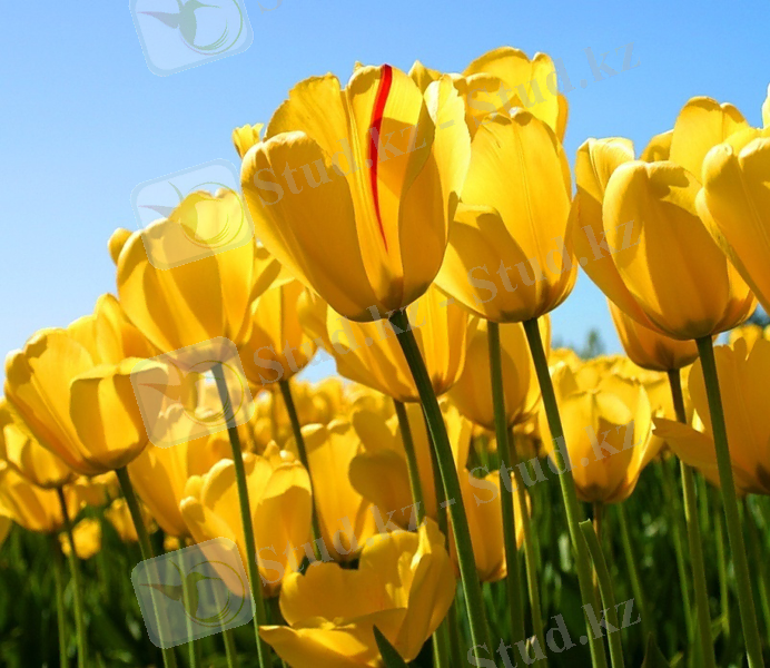 D:\Мои рисунки\Табиғат\Tulips.jpg