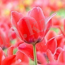 D:\Мои рисунки\Табиғат\15.jpg