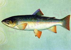 C:\Documents and Settings\Администратор\Рабочий стол\фото диплга\golec.jpg