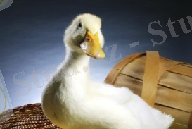 Обои - Животные - Утка - 1280x1024