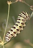 http://www.lepidoptera.chat.ru/metamorphos/larva%20mac.jpg