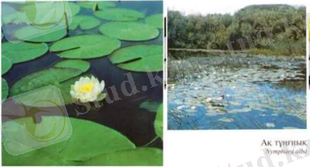 F:\сканер\пирлс f0 n94.tif