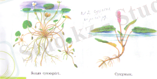 F:\сканер\пирлс 002.tif