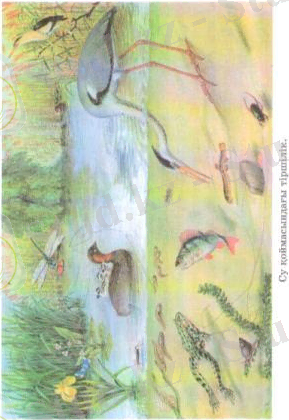 F:\сканер\пирлс 003.tif