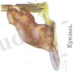 F:\сканер\пирлс 004.tif