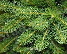 Картинки по запросу анимация игли елочек