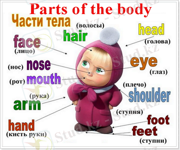 C:\Documents and Settings\Admin\Рабочий стол\Chasti_tela_na_anglyiskom.jpg