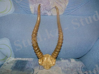 Газета "Караван" / Куплю рога. сайгачьи