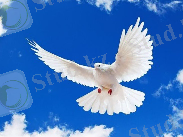 Фотогалерея Запуск голубей в Мурманске Голуби на свадьбу Мурманские голуби Голуби в Мурманске Клуб Мурманские голуби