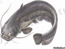 Капчагай - Гигантский сом на Капчагае!