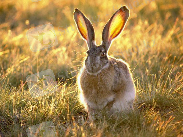 simply miu - Зайки