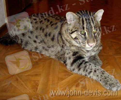 D:\МОИ ДОКУМЕНТЫ\школьные работы\ВСЁ ДЛЯ БИОЛОГИИ\7 класс ЗООЛОГИЯ\внеклассные мероприятия\мероприятие МЯГКИЕ ЛАПКИ, А В ЛАПКАХ ЦАРАПКИ\внеклассное мероприятие МЯГКИЕ ЛАПКИ, А В ЛАПКАХ ЦАП - ЦАРАПКИ\Виверровый кот рыболов\cat-fisher-41.jpg