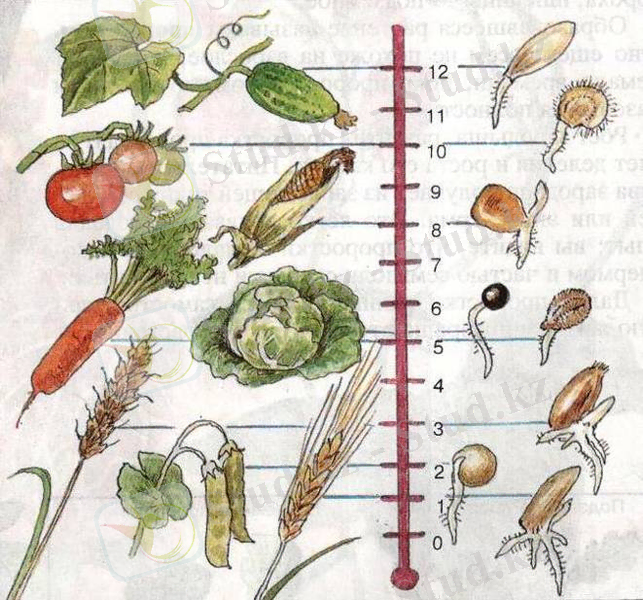 Изображение 005