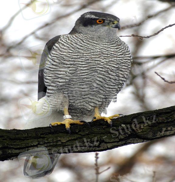 http://upload.wikimedia.org/wikipedia/commons/8/81/Northern_Goshawk_ad_M2.jpg