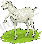 Animal_Personalities_0100-1