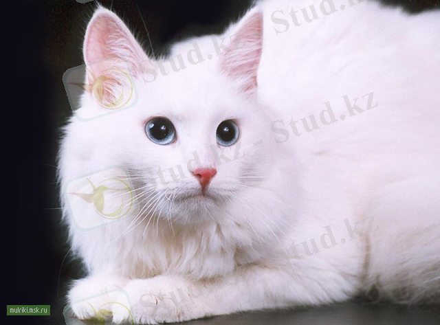 Ангорская кошка, ангорская кошка порода кошки