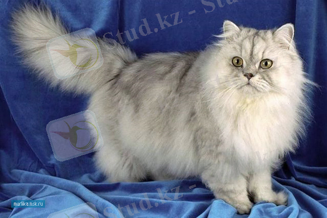 Персидская кошка, персидская порода кошки