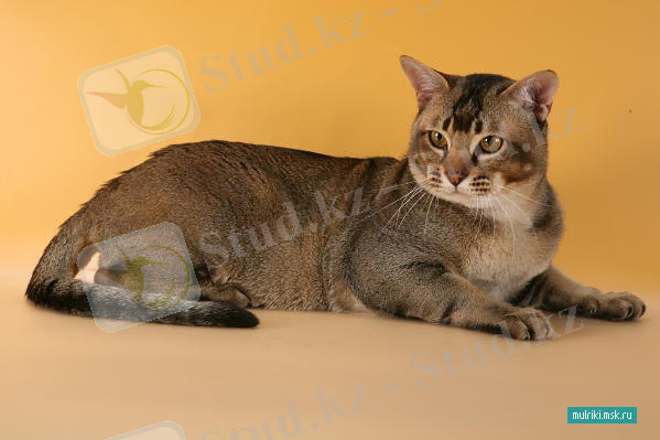 Азиатская табби, азиатская табби порода кошки