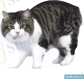 Кимрская кошка (Кимрик), кимрская кошка (Кимрик) порода кошки