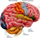 Адам миы және ақыл-ой