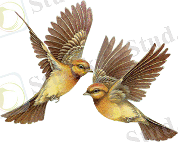 Картинка 0 из 427