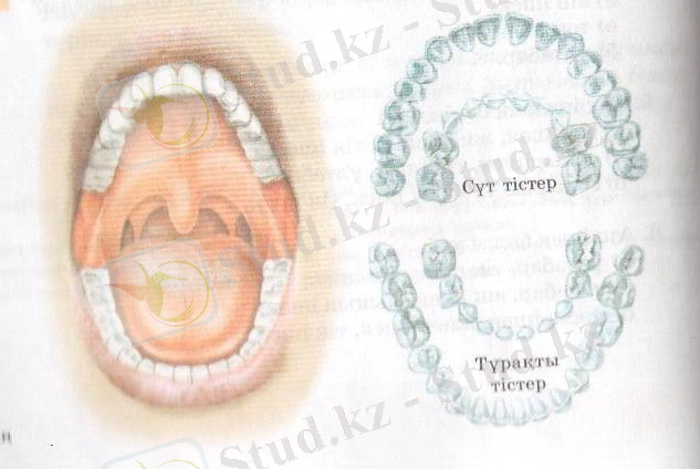 C:\Documents and Settings\Admin\Local Settings\Temporary Internet Files\Content.Word\Изображение30.jpg